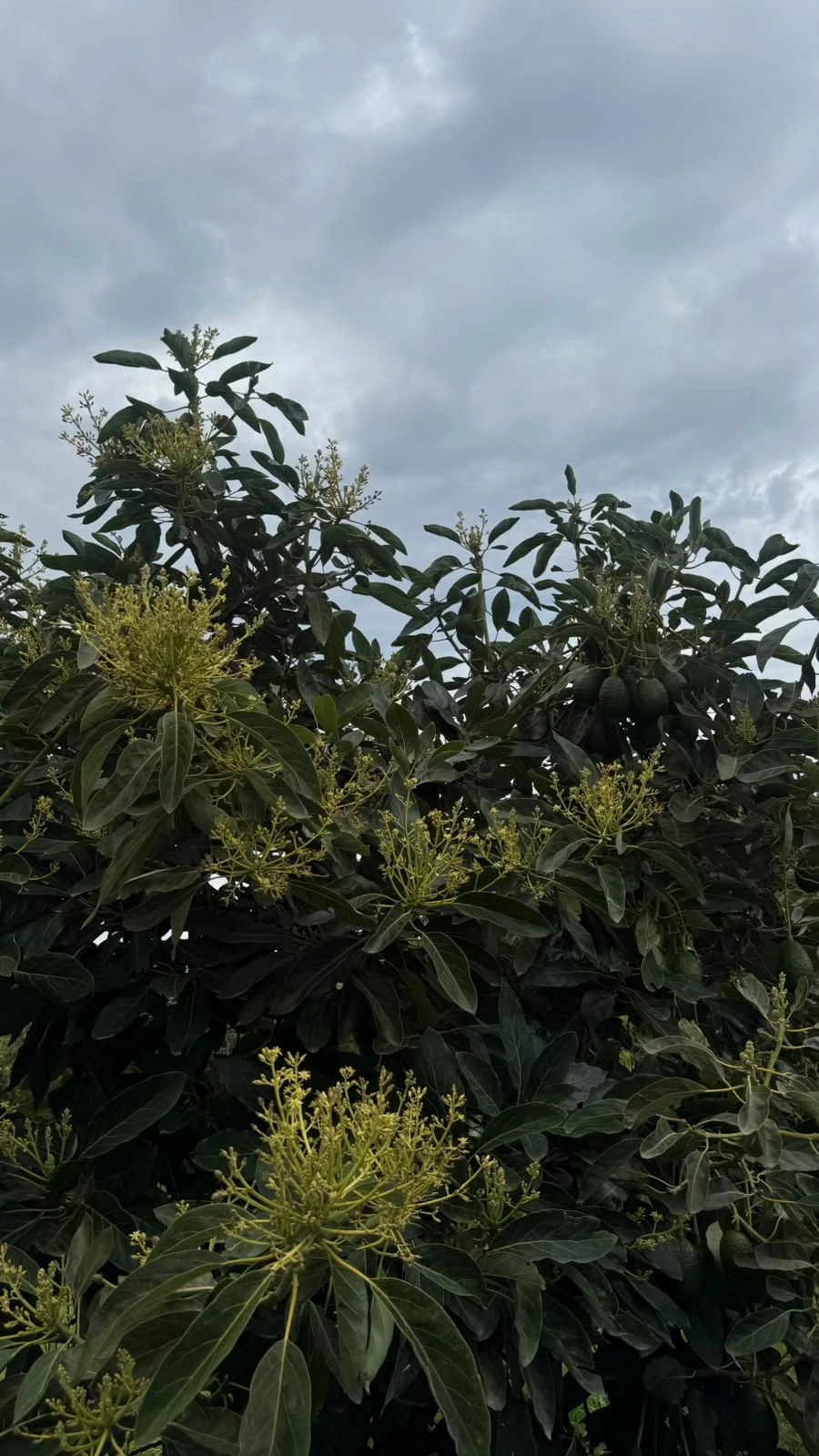 Floración del aguacate