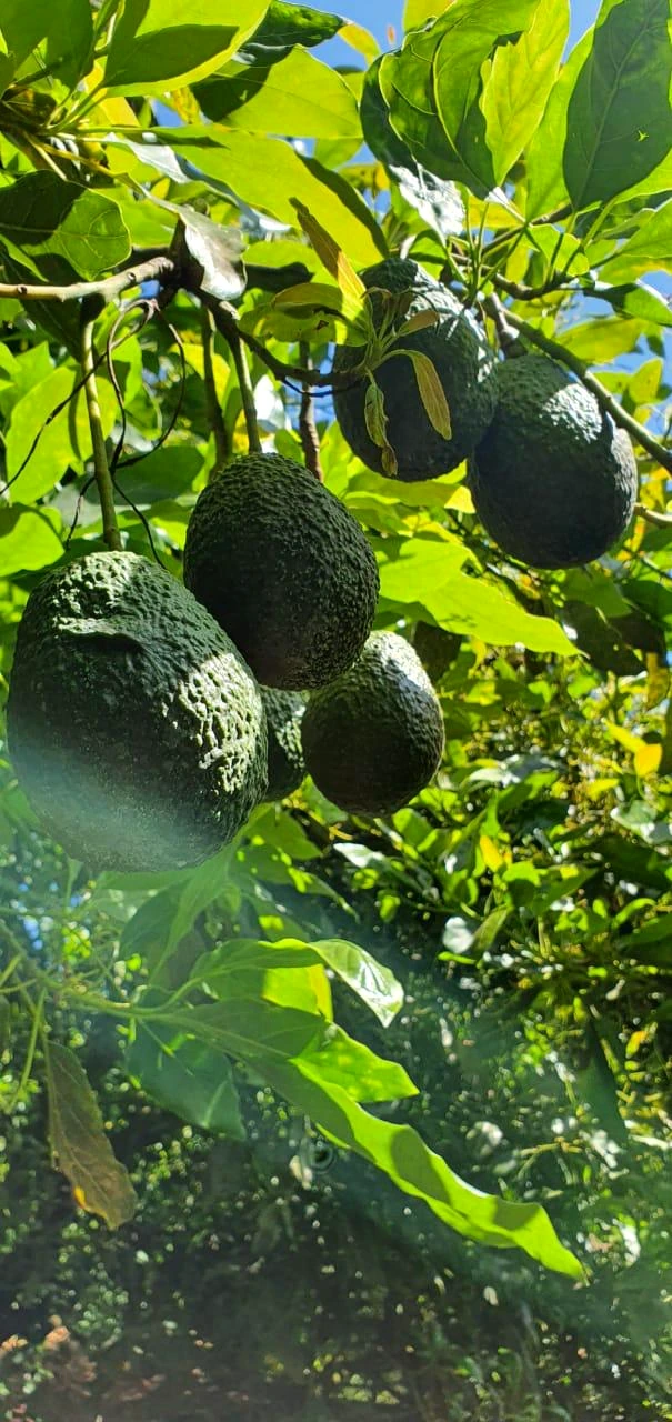 Aguacates Hass creciendo en el árbol
