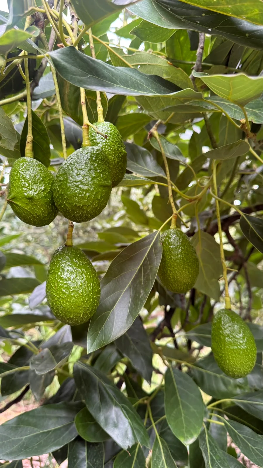 Aguacates Hass creciendo en el árbol