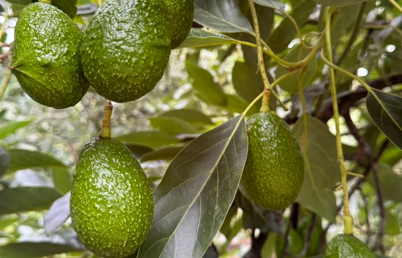Aguacates Hass creciendo en el árbol