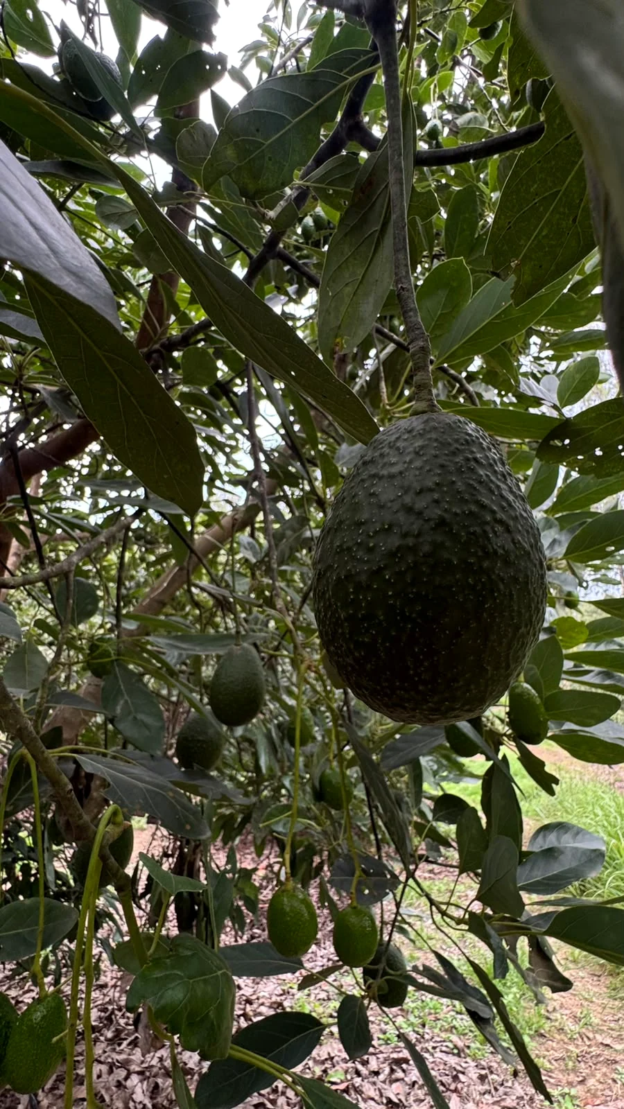 Aguacate Hass
