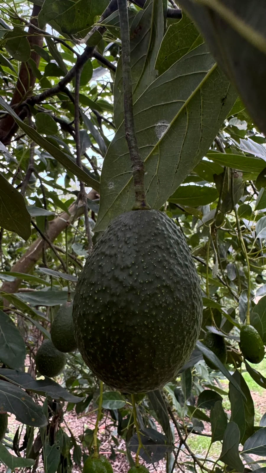 Aguacate Hass en el árbol