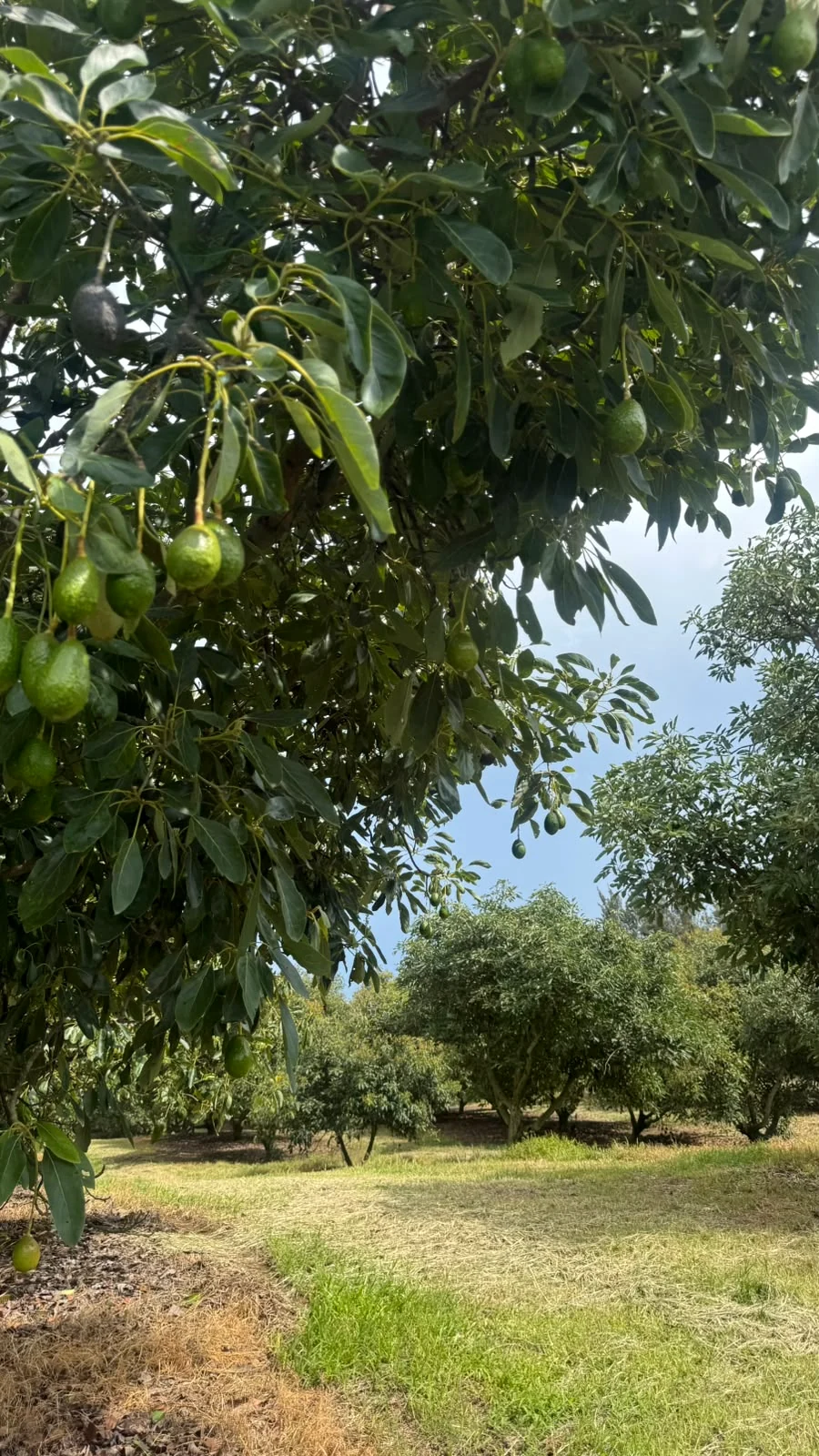 Árbol de aguacate con fruto