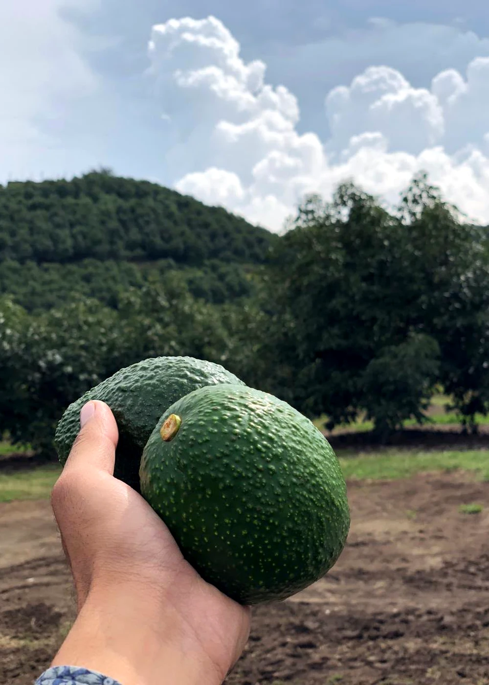 Aguacates recién cosechados