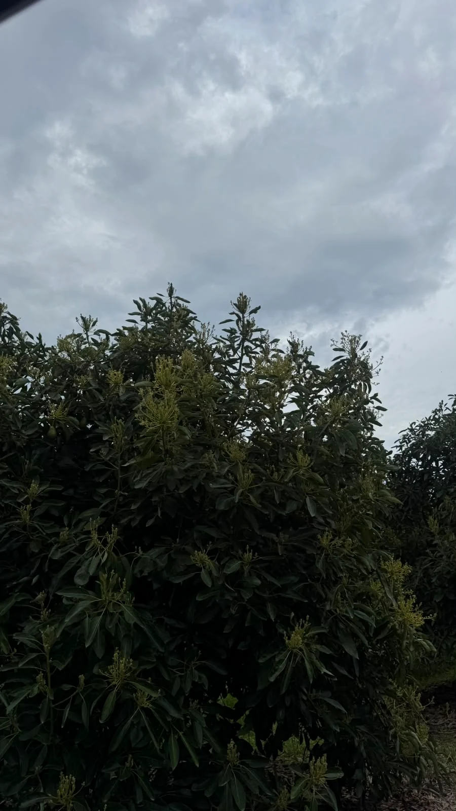 Copa de árbol bajo cielo nublado