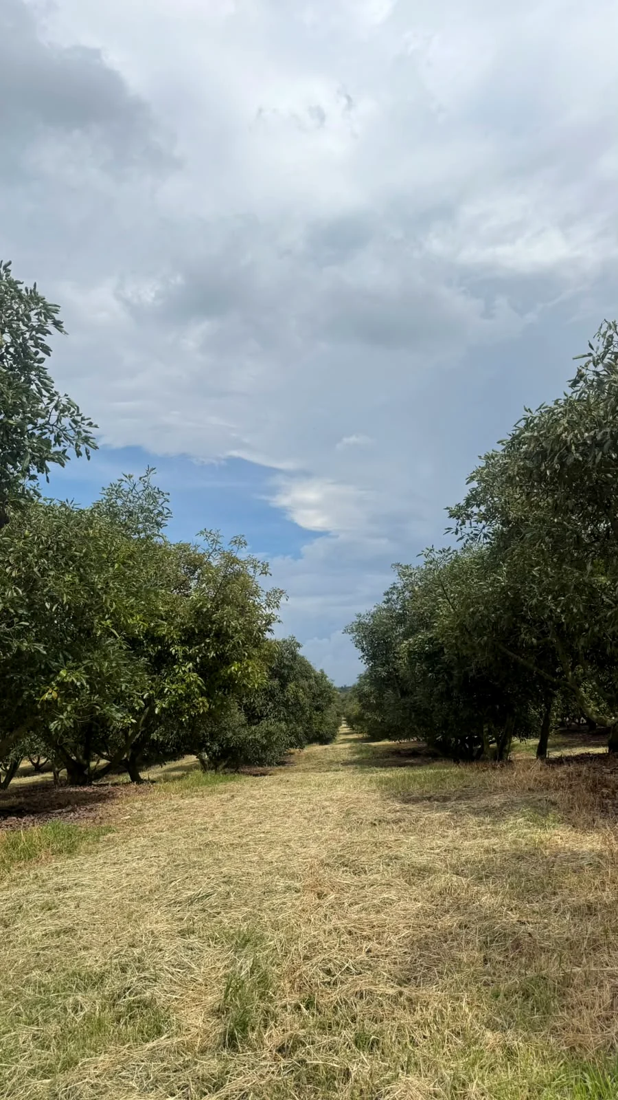 Camino entre huertas de aguacate