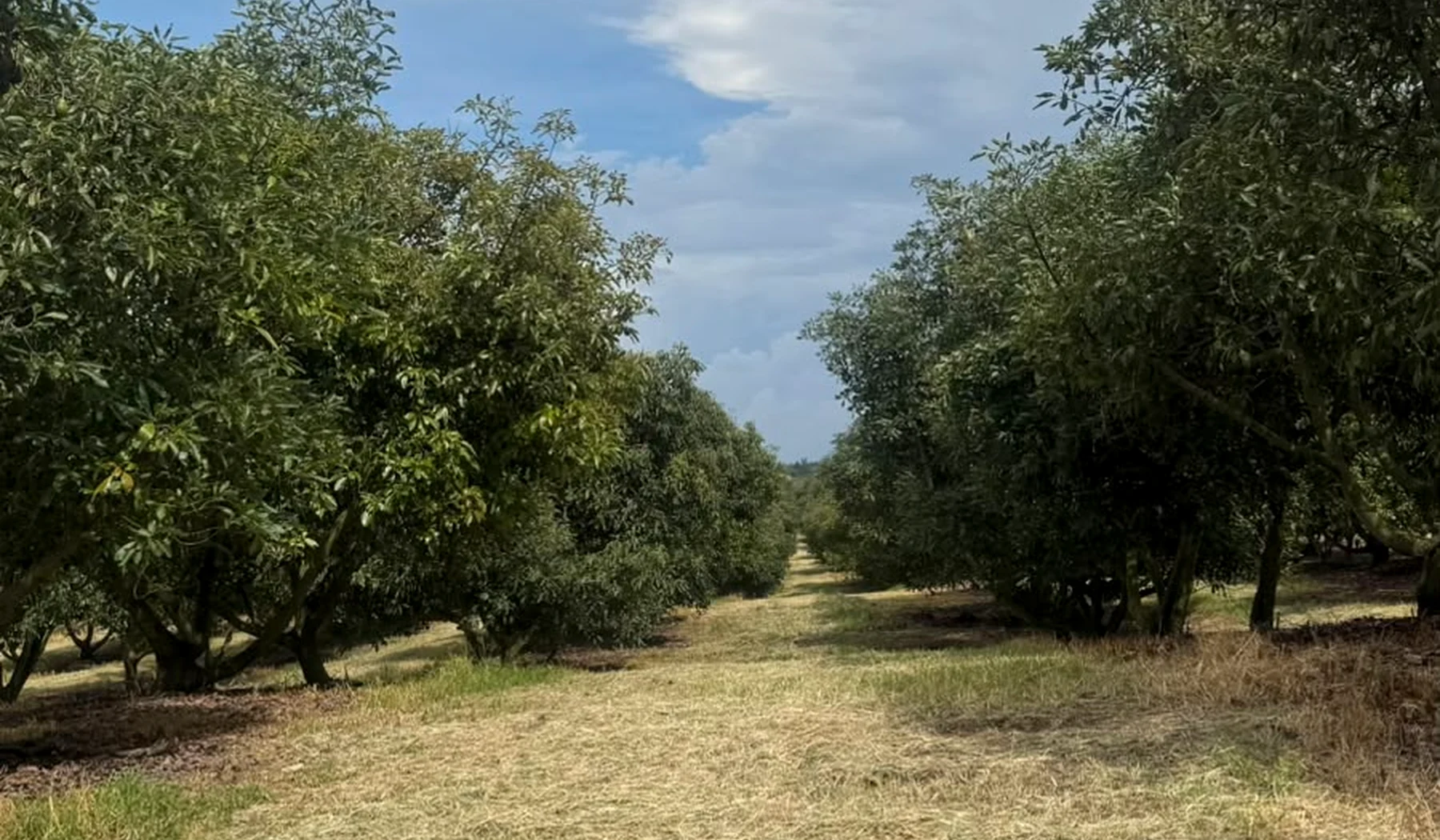 Huertas de aguacate
