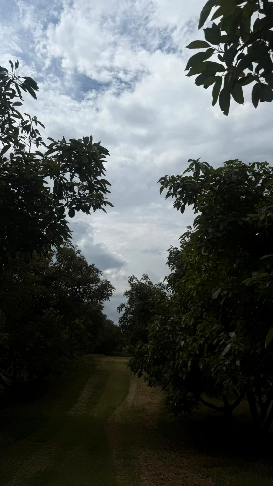 Sendero entre huertas