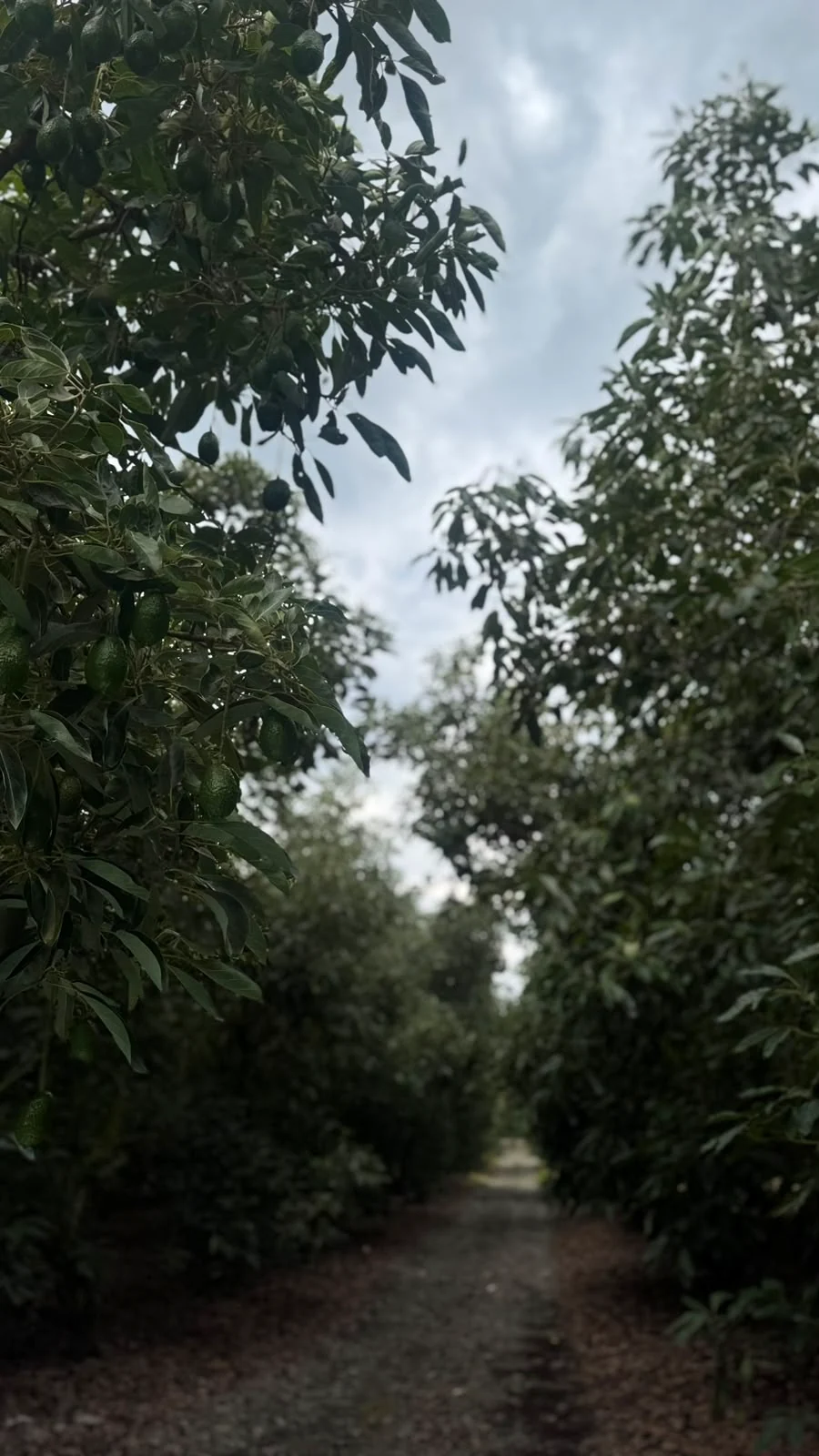 Camino entre árboles de aguacate