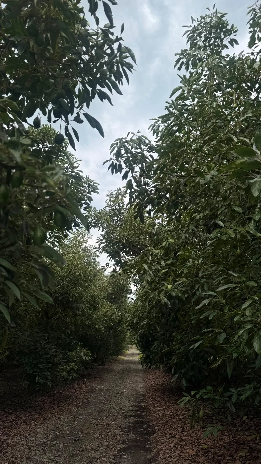 Vista interior de la huerta