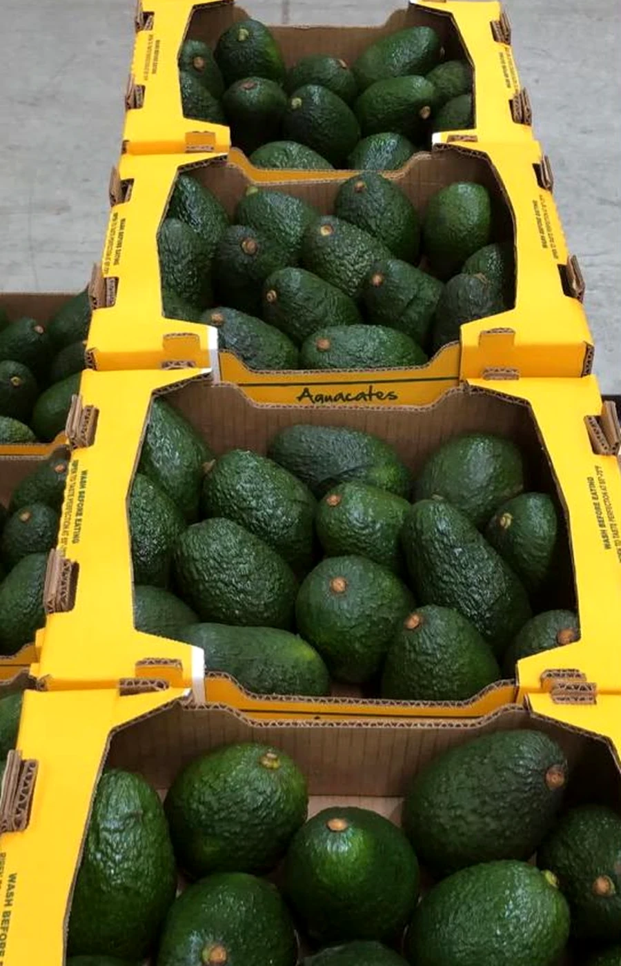 Huertas de aguacate Avocados Mendoza